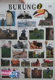 POSTER BURUNG 1 (WARNA)