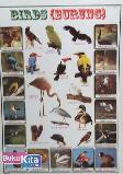 POSTER PERAGA PENDIDIKAN 8 : BIRDS